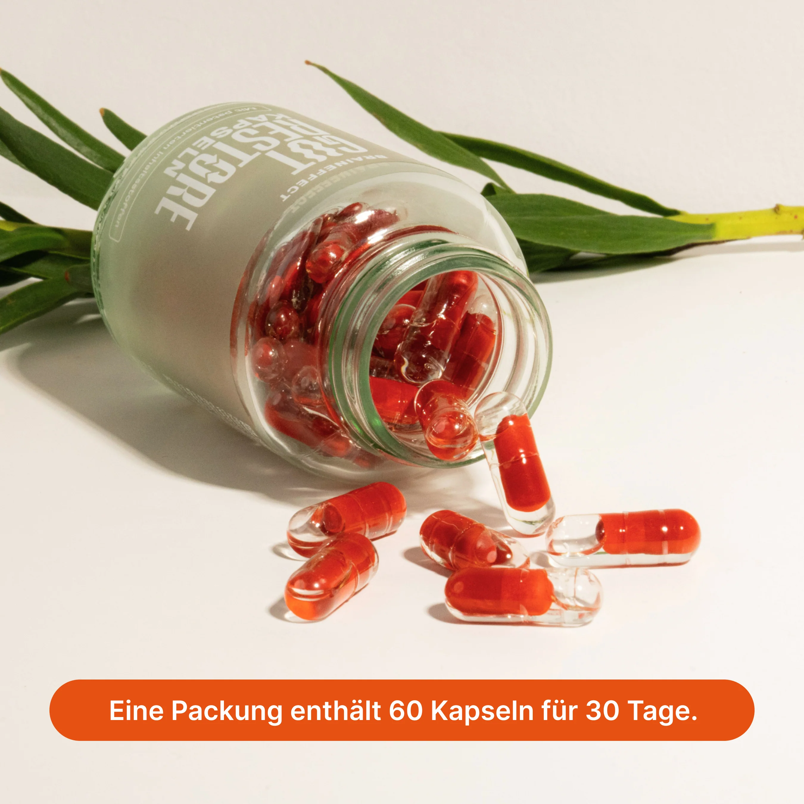 Vorschaubild 5